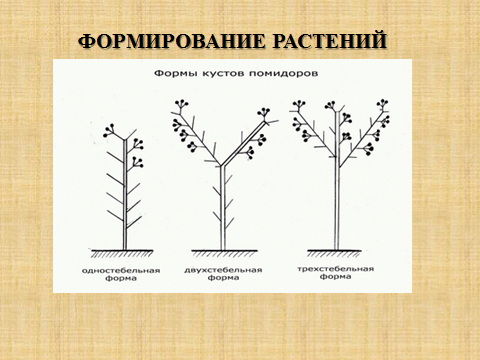 Схема формировки томатов